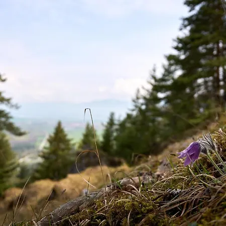 Lovely 1-bedroom Vacation With Free Parking *