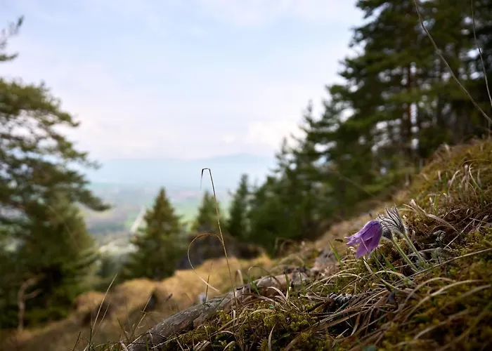 Lovely 1-bedroom Vacation With Free Parking *